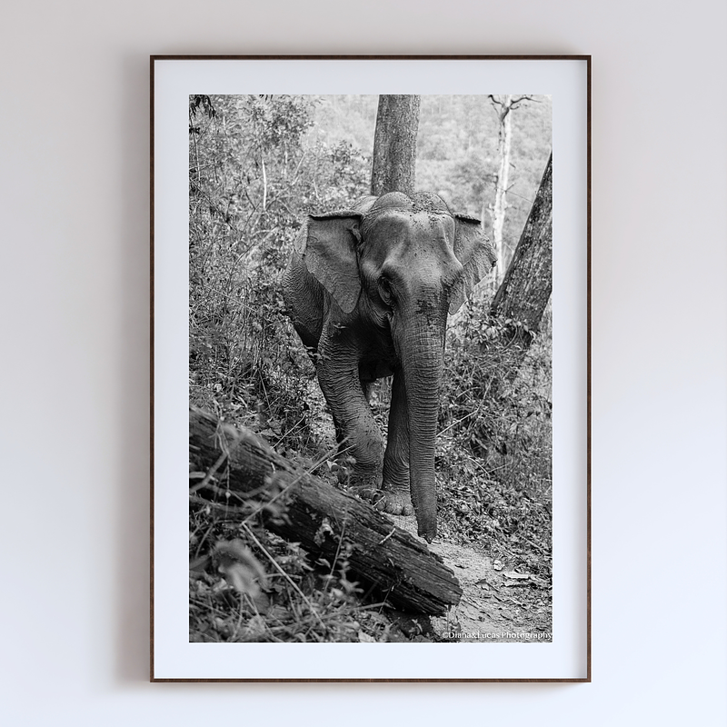 COLLECTION - GIANTS OF THE LAND VERTICAL - "Fallen Log" - LIMITED EDITION 5 of 5