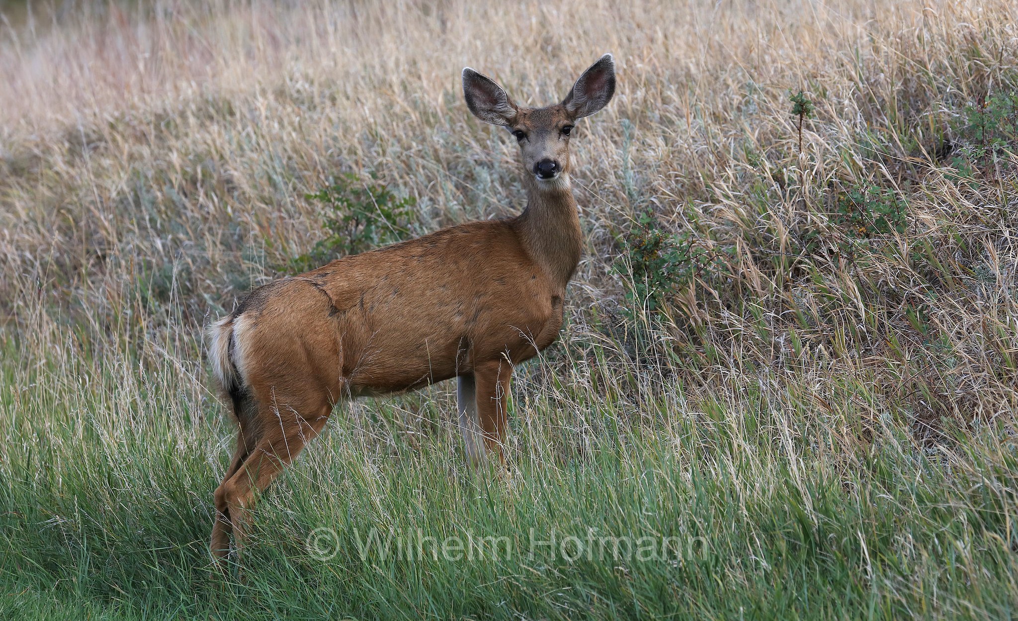 Odocoileus hemionus hemionus, Rocky Mountain Mule Deer, Rocky-Mountain-Maultierhirsch, cervo mulo delle Rocciose, Morefield Campground, Mesa Verde National Park, Mesa-Verde-Nationalpark, parco nazionale di Mesa Verde, Colorado, USA