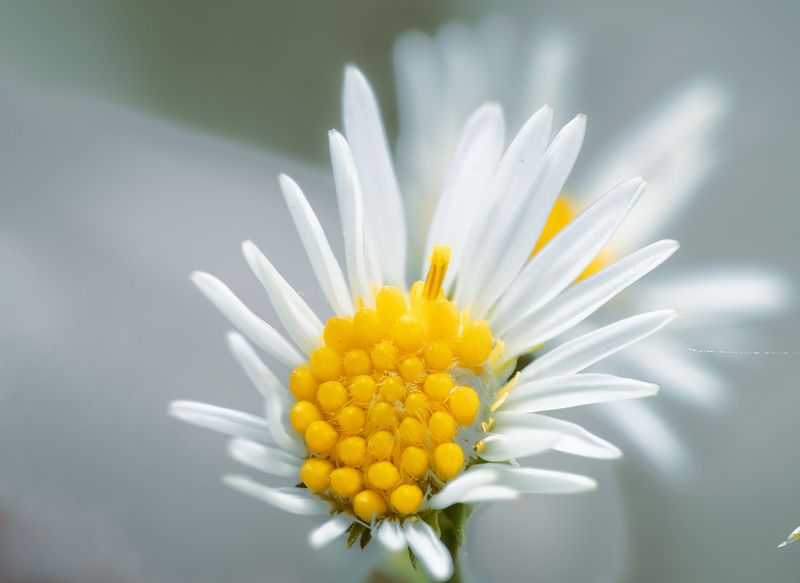 Pretty Flowers