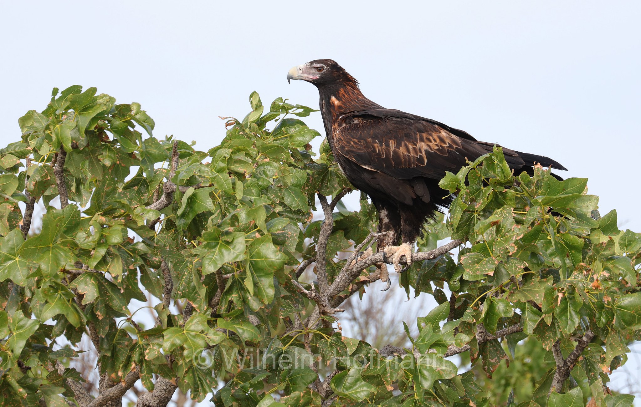 Aquila audax, wedge-tailed eagle, Keilschwanzadler, aquila codacuneata, Mandu Mandu Gorge, Cape Range National Park, Cape-Range-Nationalpark, Western Australia, Westaustralien, Australia Occidentale, Australia, Australien
