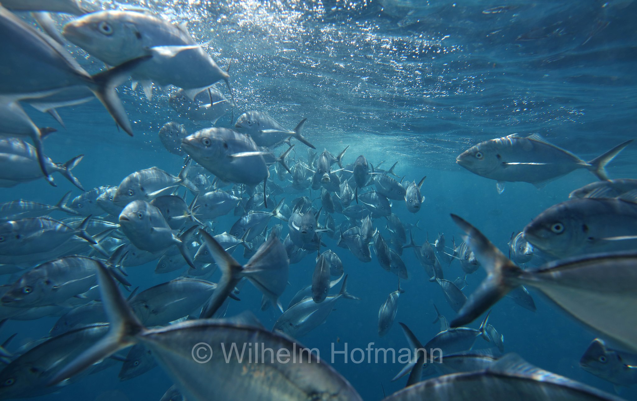 southern bluefin tuna, Südlicher Blauflossen-Thunfisch, tonno australe, tonno rosso australe, tonno rosso del sud, Thunnus maccoyii, Neptune Islands, South Australia, Südaustralien, Australia Meridionale, Australia, Australien