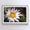THE ONE - WILDLIFE & NATURE - "Nymphaea Solo" - LIMITED EDITION 5 of 5
