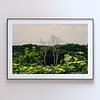 THE ONE - WILDLIFE & NATURE - "Two Trees" - LIMITED EDITION 5 of 5