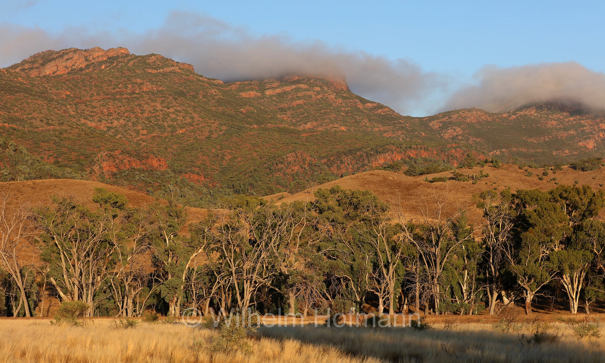Wilpena Pound, Ikara–Flinders Ranges National Park, Ikara-Flinderskette-Nationalpark, parco nazionale Monti Flinders, South Australia, Südaustralien, Australia Meridionale, Australia, Australien
