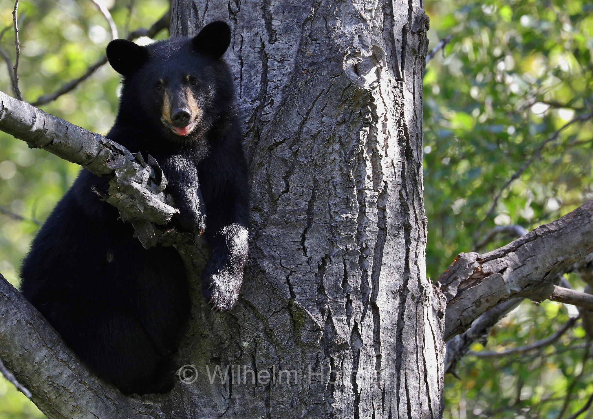 Ursus americanus, American black bear, black bear, Amerikanischer Schwarzbär, Baribal, orso nero, baribal, Eklutna Lake, Lago Eklutna, Chugach State Park, Parco statale di Chugach, Alaska, USA