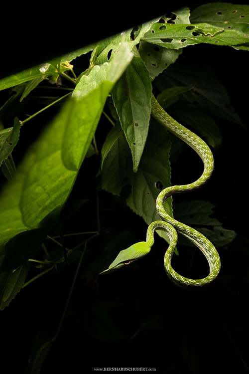 Ahaetulla prasina – Asiatische Peitschennatter