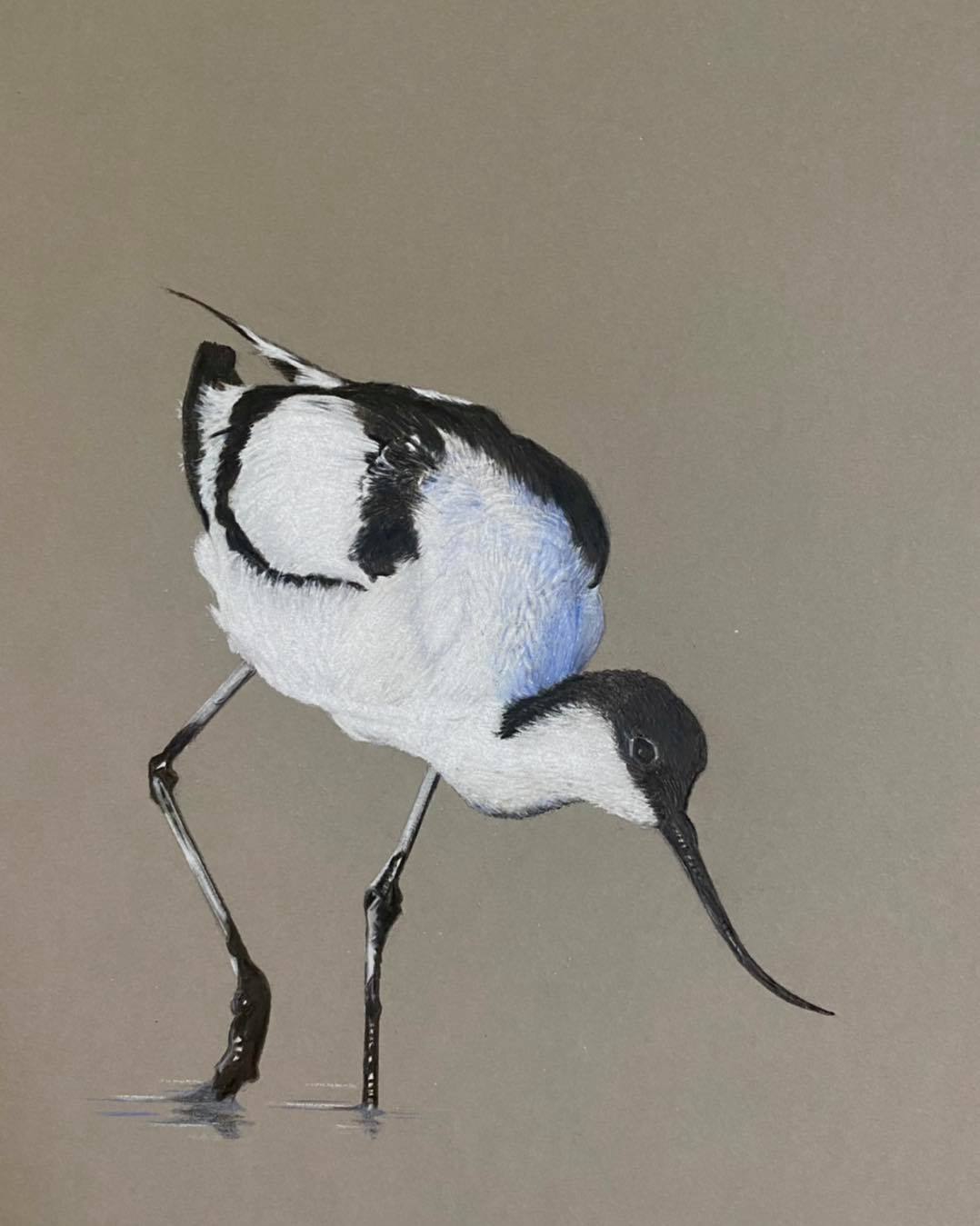 Pied Avocet coloured pencil fine art drawing. Avocet foragine for food in the mud on a grey background