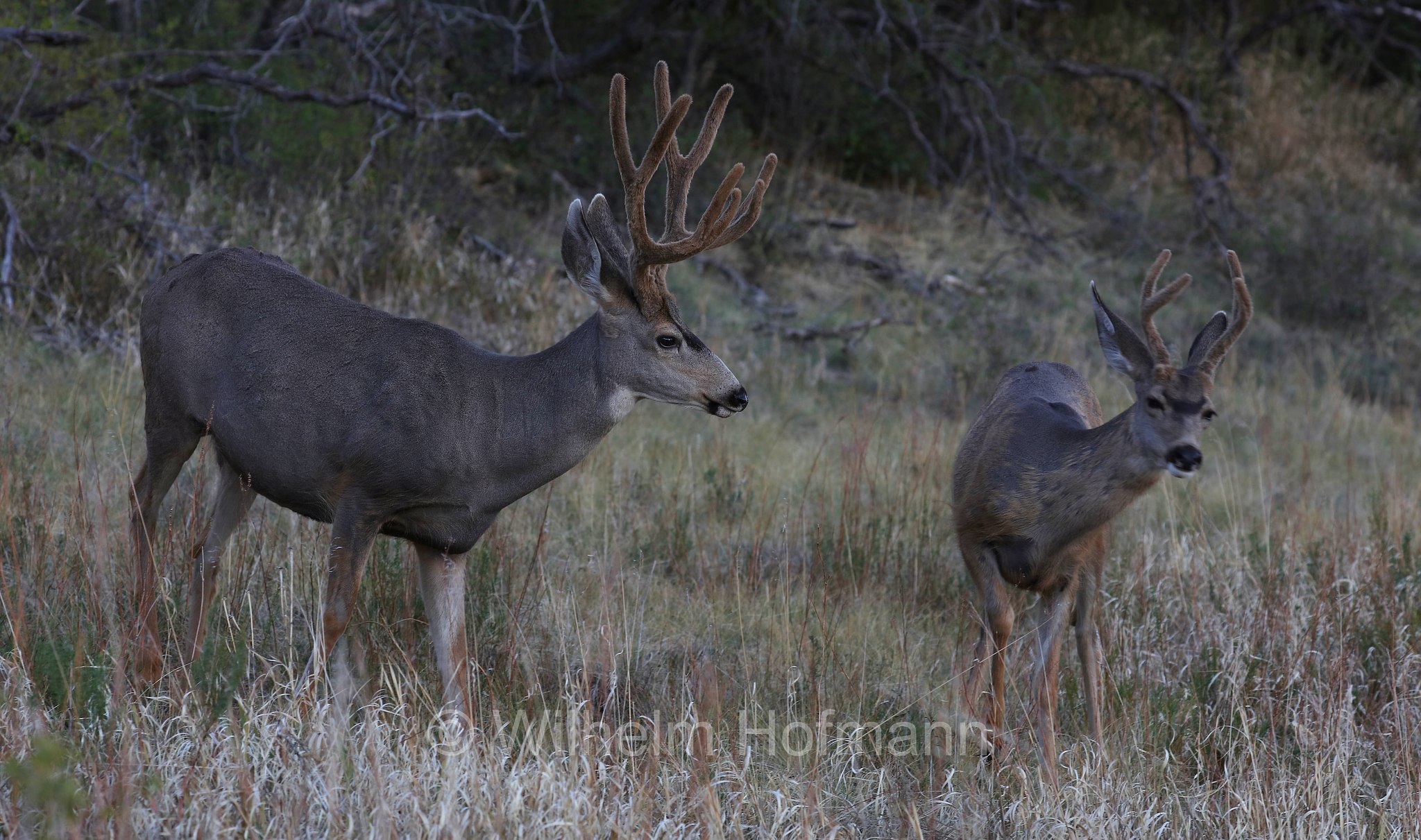 Odocoileus hemionus hemionus, Rocky Mountain Mule Deer, Rocky-Mountain-Maultierhirsch, cervo mulo delle Rocciose, Morefield Campground, Mesa Verde National Park, Mesa-Verde-Nationalpark, parco nazionale di Mesa Verde, Colorado, USA