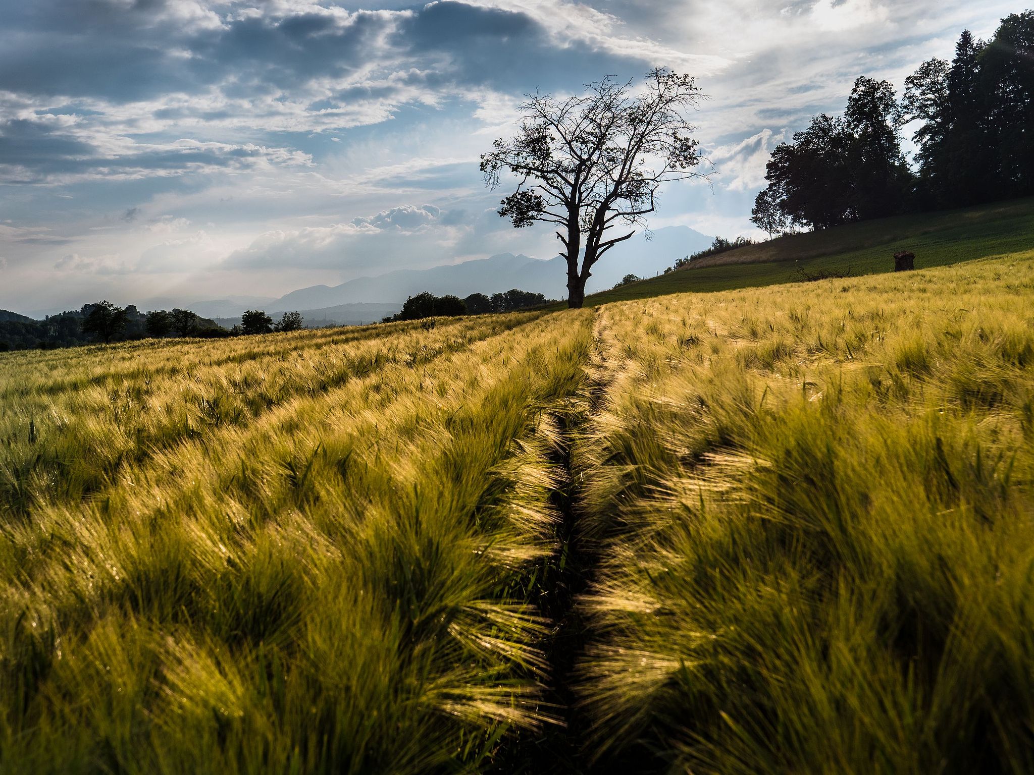 Im Vorderfeld von Walliswil