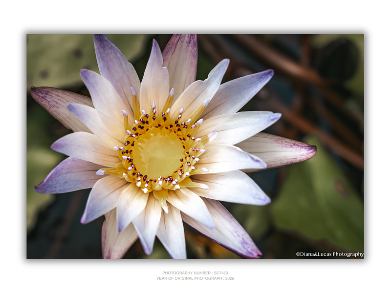 THE ONE - WILDLIFE & NATURE - "Nymphaea Solo" - LIMITED EDITION 5 of 5