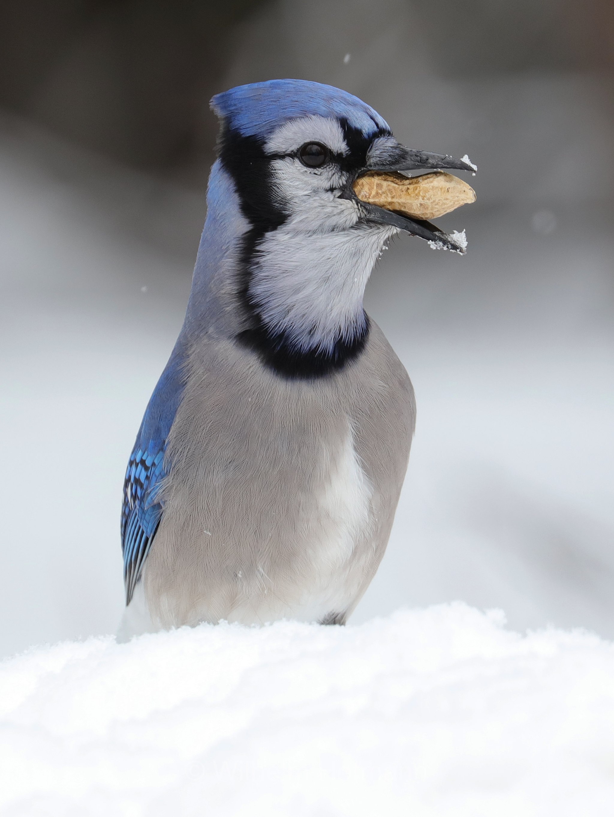 Cyanocitta cristata, blue jay, Blauhäher, ghiandaia azzurra americana, ghiandaia azzurra, Costello Creek, Algonquin Provincial Park, Parco provinciale di Algonquin, Ontario, Canada, Kanada