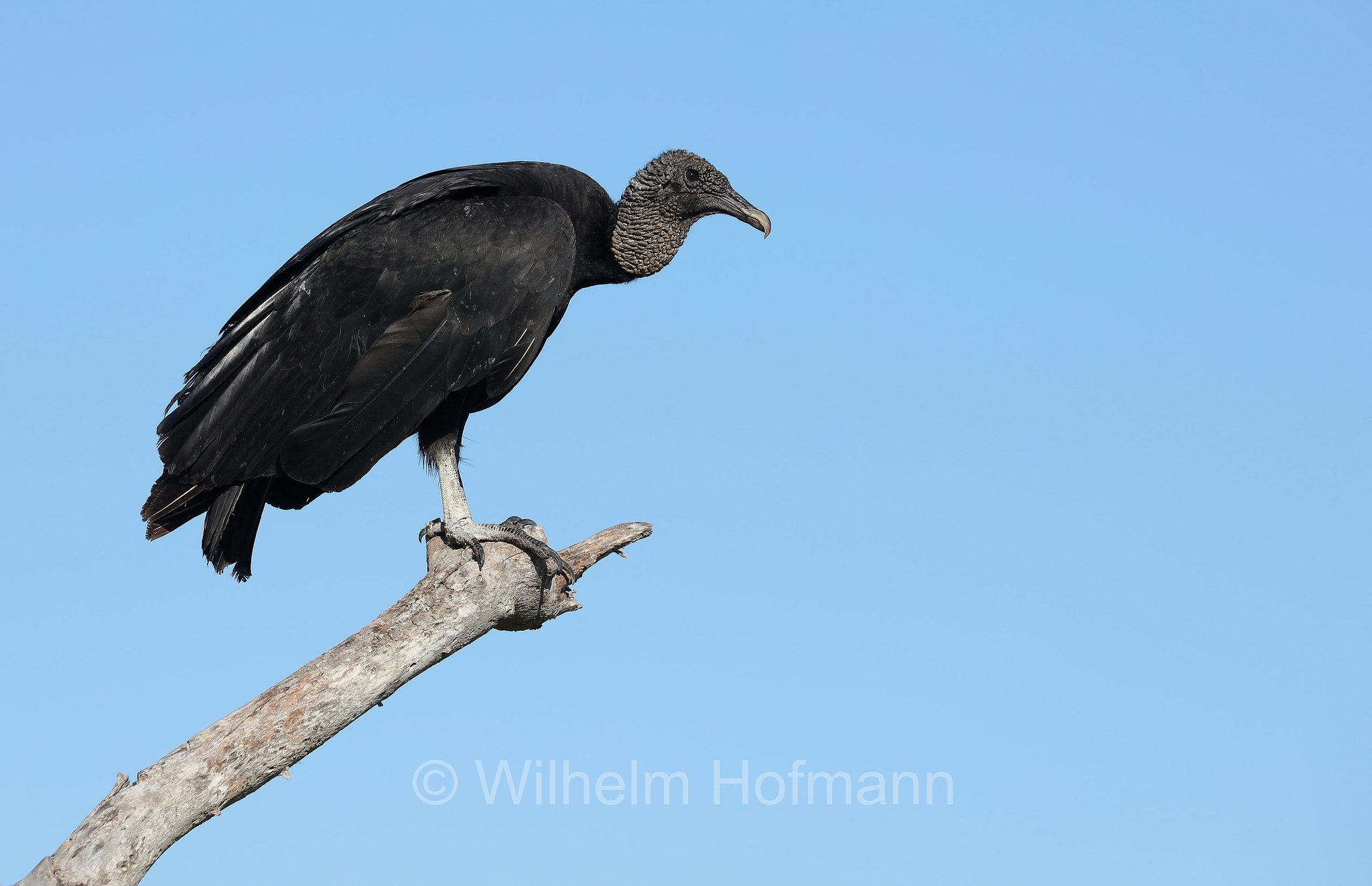 Coragyps atratus, black vulture, American black vulture, Mexican vulture, zopilote, urubu, gallinazo, Rabengeier, urubù, Flamingo Beach, Everglades National Park, Everglades-Nationalpark, Parco nazionale delle Everglades, Florida, USA