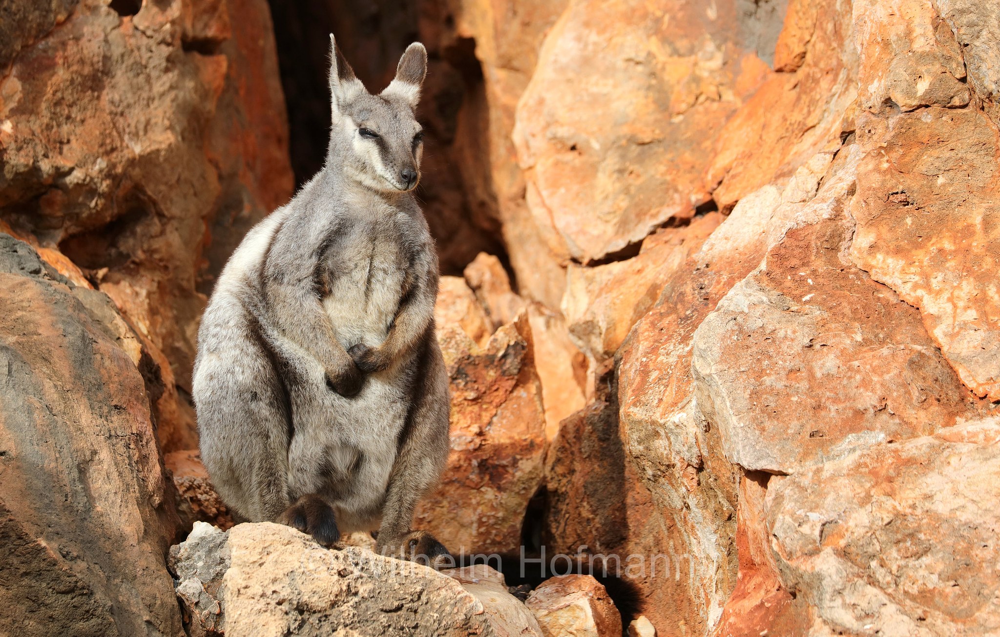 Petrogale lateralis, ﻿black-flanked rock-wallaby, black-footed rock-wallaby, warru, Schwarzpfoten-Felskänguru, wallaby delle rocce dai fianchi neri, wallaby delle rocce dai piedi neri, warru, Mandu Mandu Gorge, Cape Range National Park, Cape-Range-Nationalpark, Western Australia, Westaustralien, Australia Occidentale, Australia, Australien