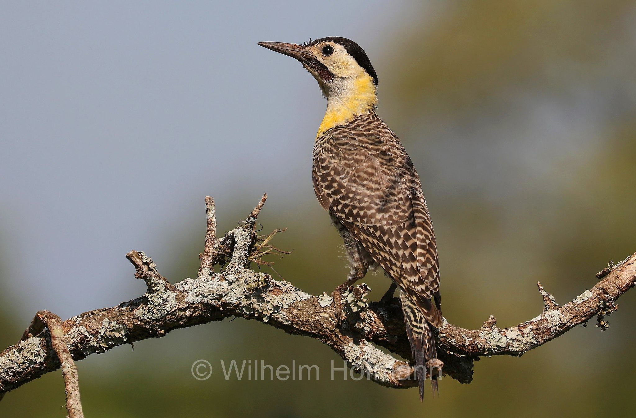 campo flicker, Feldspecht, picchio del campo, ﻿Colaptes campestris, Iberá Wetlands, Esteros del Iberá, Corrientes, Argentina, Argentinien