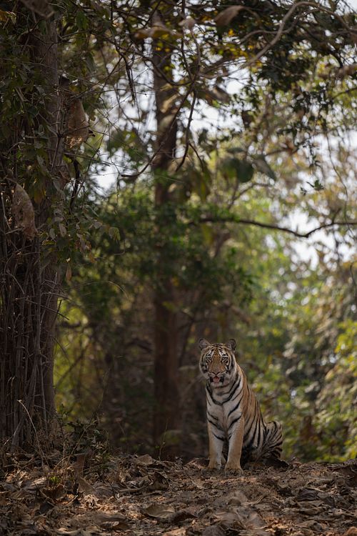 Tadoba-Andhari Tiger Reserve, Maharashtra state, Tiger, Panthera Tigris, ICUN red list, endangered
