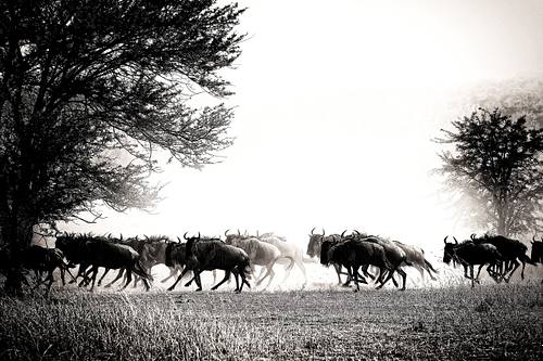 Gnous en Tanzanie