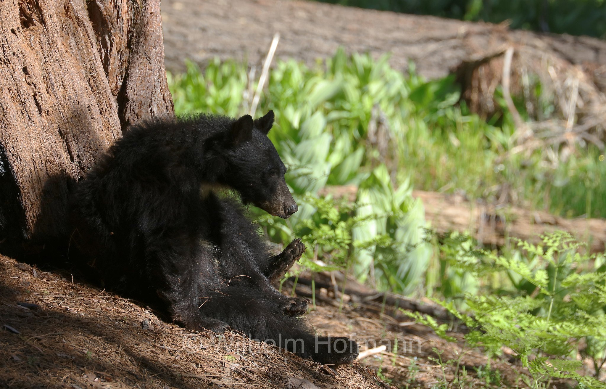 Ursus americanus, American black bear, black bear, Amerikanischer Schwarzbär, Baribal, orso nero, baribal, Crescent Meadow, Sequoia National Park, Sequoia-Nationalpark, Parco nazionale di Sequoia, California, Kalifornien, USA