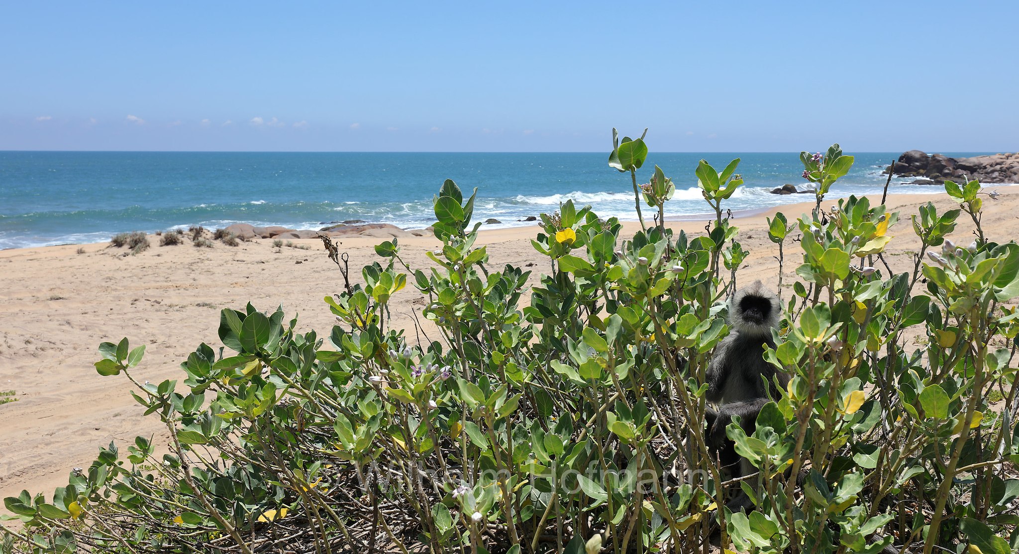 tufted gray langur, Madras gray langur, Coromandel sacred langur, Südlicher Hanuman-Langur, entello dal ciuffo, Semnopithecus priam, Sri Lanka, Southern Province, Hambantota, Hambantota District﻿, Palatupana Beach