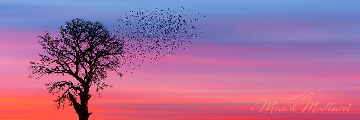 Pacific Northwest fine art photography printed on premium aluminum by Mac & Mallard