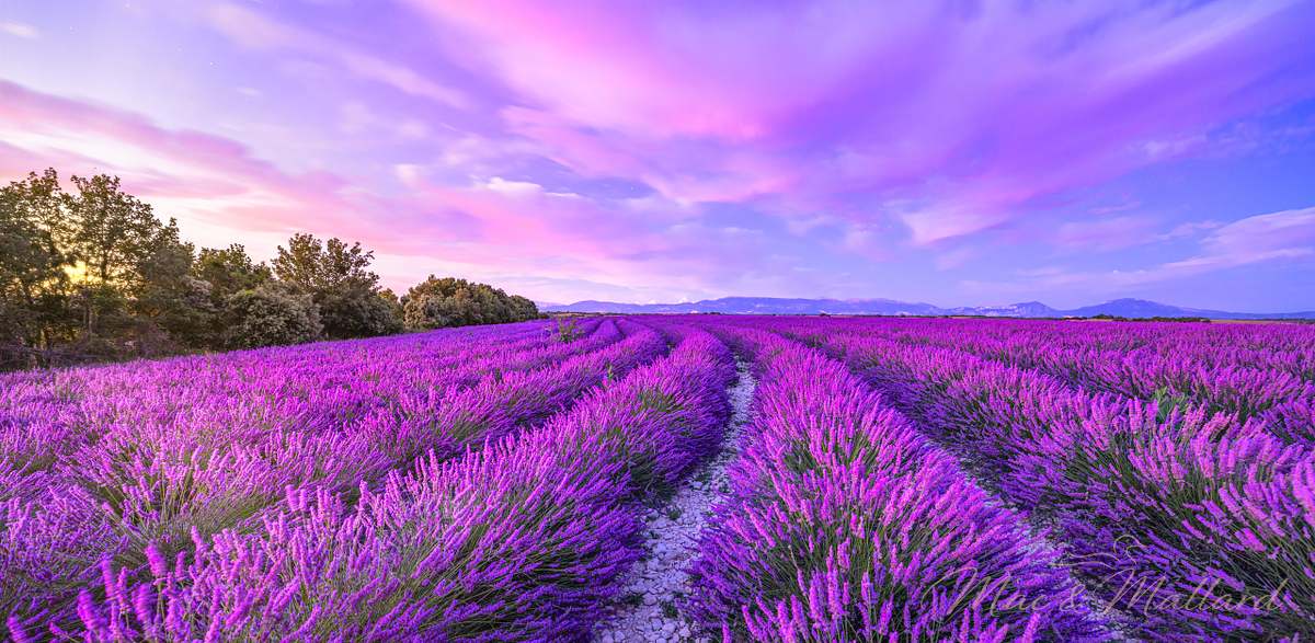 Wonderful,Nature,Landscape,,Amazing,Sunset,Scenery,With,Blooming,Lavender,Flowers.