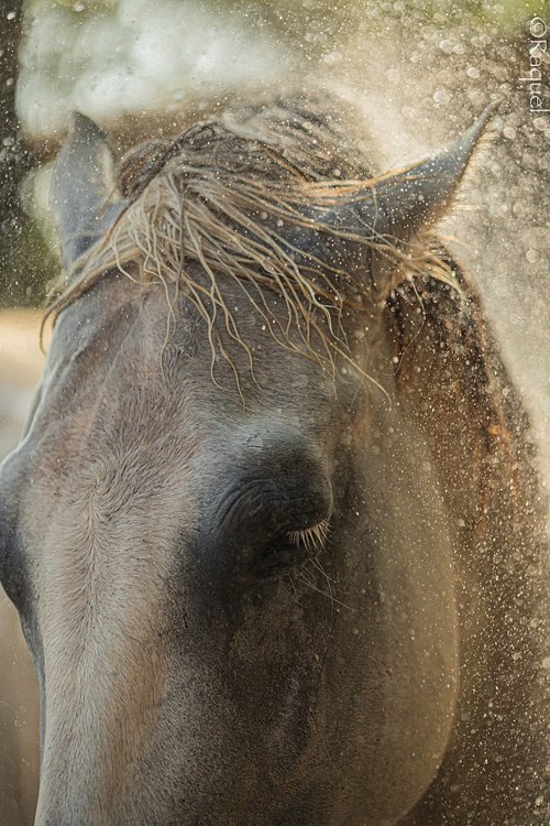 Portrait en gros plan d’un cheval en lumière naturelle dans le Var
