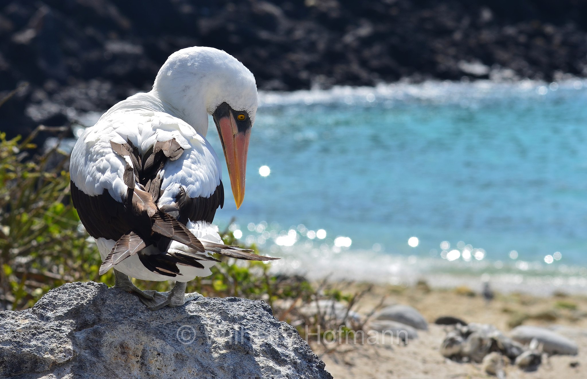 Nazca booby, Nazcatölpel, sula di Nazca, Sula granti, Genovesa Island, Genovesa, Galápagos Islands, Galápagos, Galapagosinseln, Ecuador