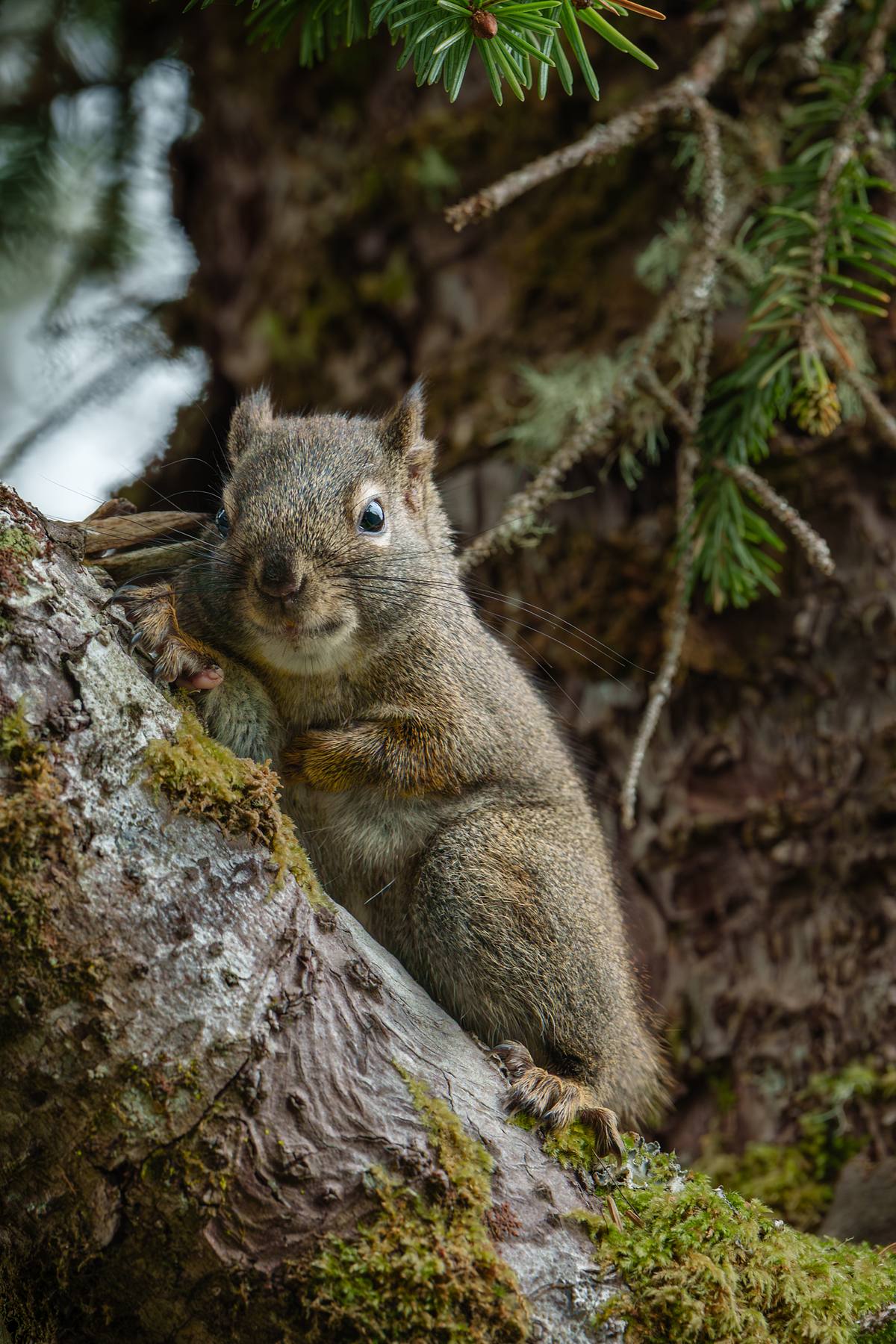 Cute squirrel in a tree at the park looking at people.