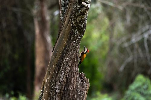 WILDLIFE