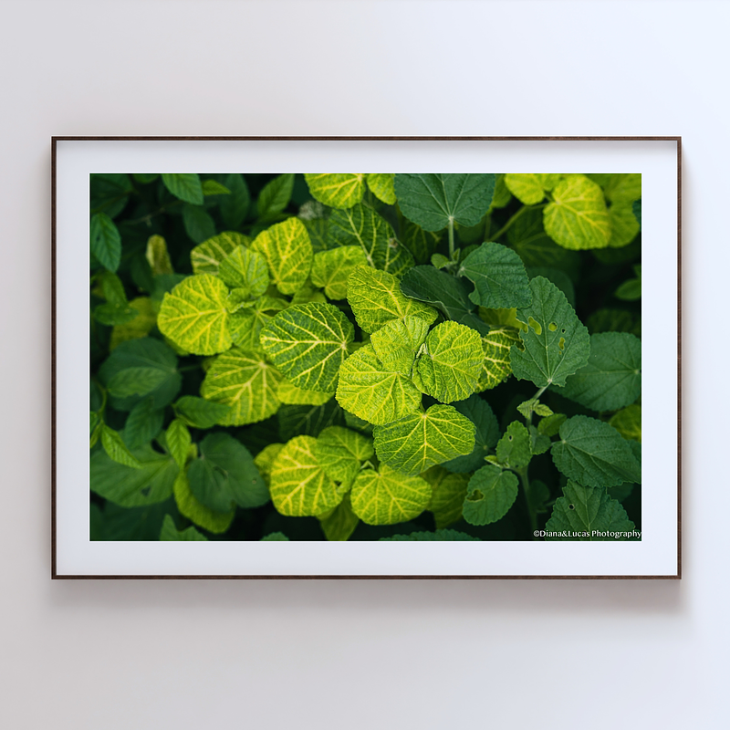 THE ONE - WILDLIFE & NATURE - "Golden Abutilon" - LIMITED EDITION 5 of 5