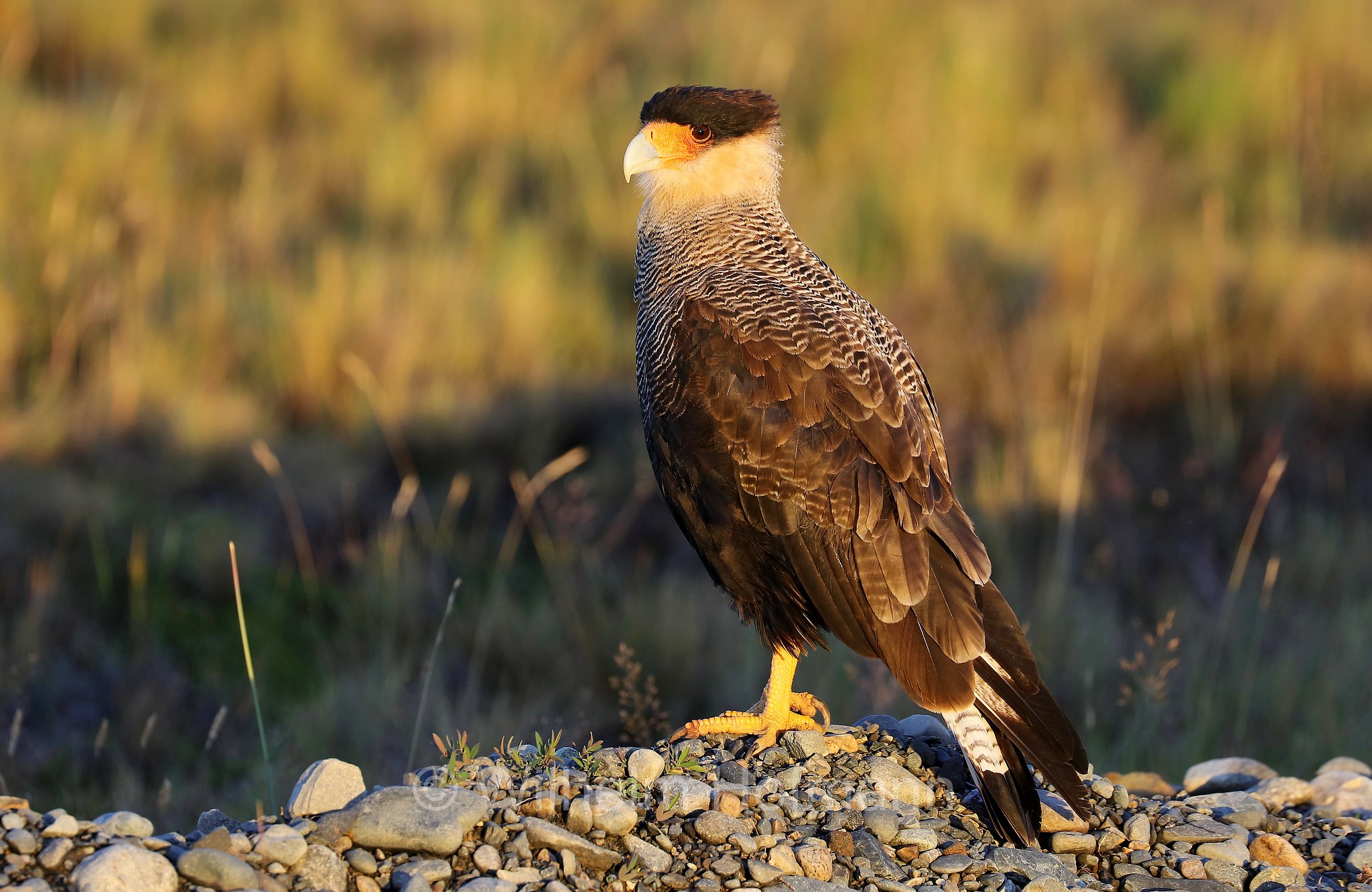 crested caracara, Schopfkarakara, caracara meridionale, Caracara plancus, Torres del Paine National Park, Patagonia, Patagonien, Chile, Cile