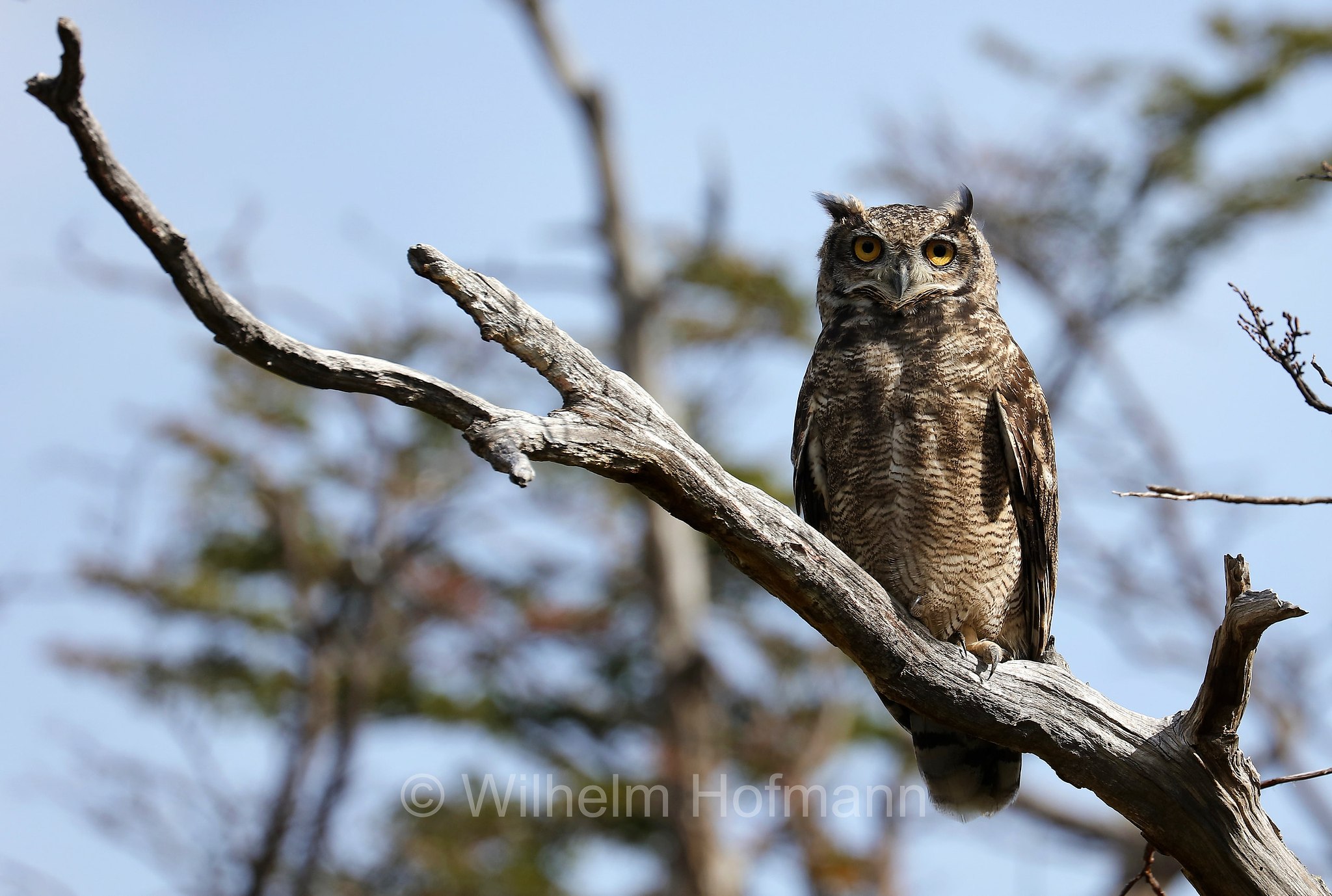 lesser horned owl, Magellanic horned owl, Magellanuhu, Magellan-Uhu, Patagonischer Uhu, Chilenischer Uhu, Chile-Uhu, gufo reale di Magellano, Bubo magellanicus, Torres del Paine National Park, Patagonia, Patagonien, Chile, Cile