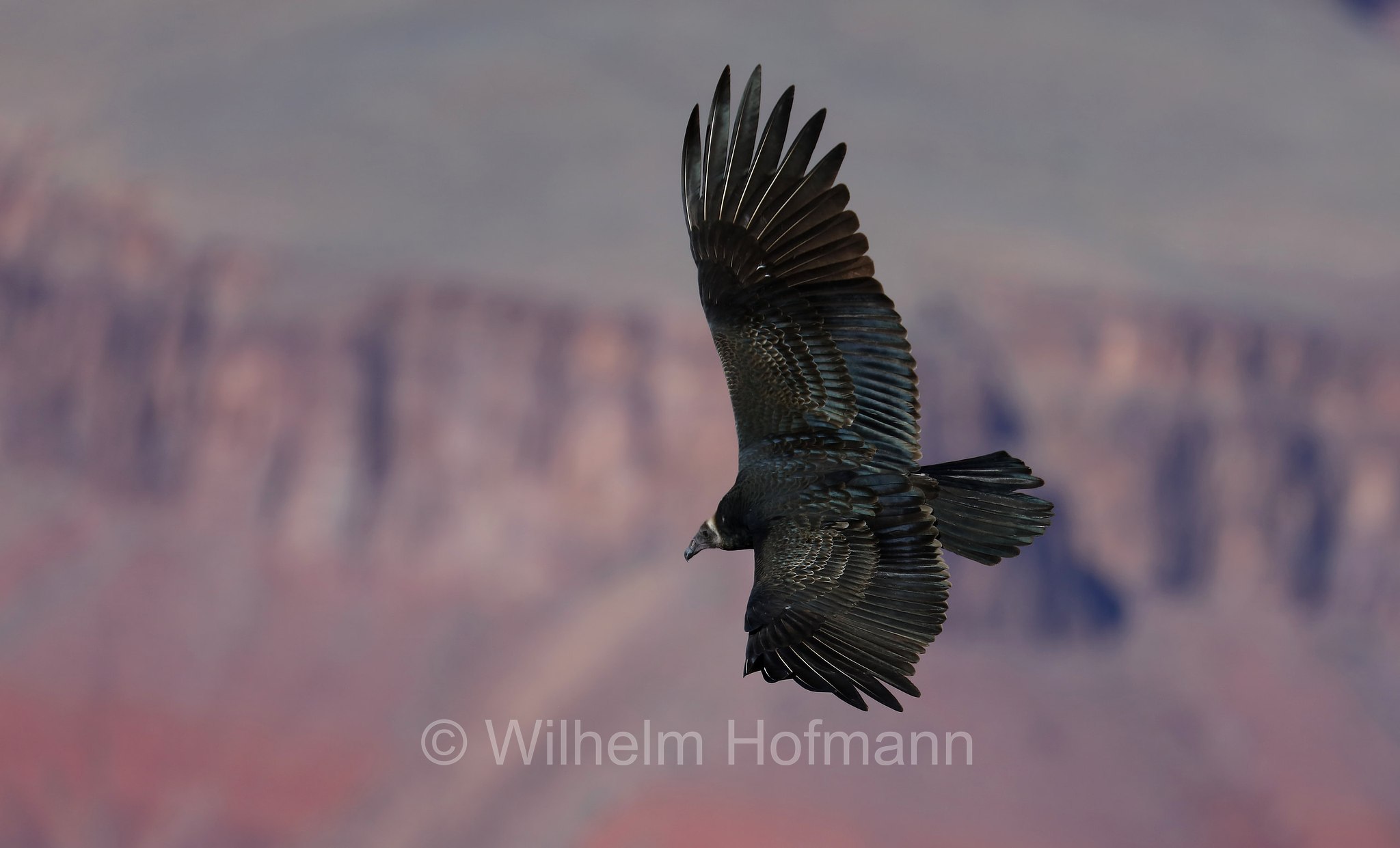 Coragyps atratus, black vulture, American black vulture, Mexican vulture, zopilote, urubu, gallinazo, Rabengeier, urubù, Grandview Point, South Rim, Grand Canyon National Park, Grand-Canyon-Nationalpark, parco nazionale del Grand Canyon, Arizona, USA