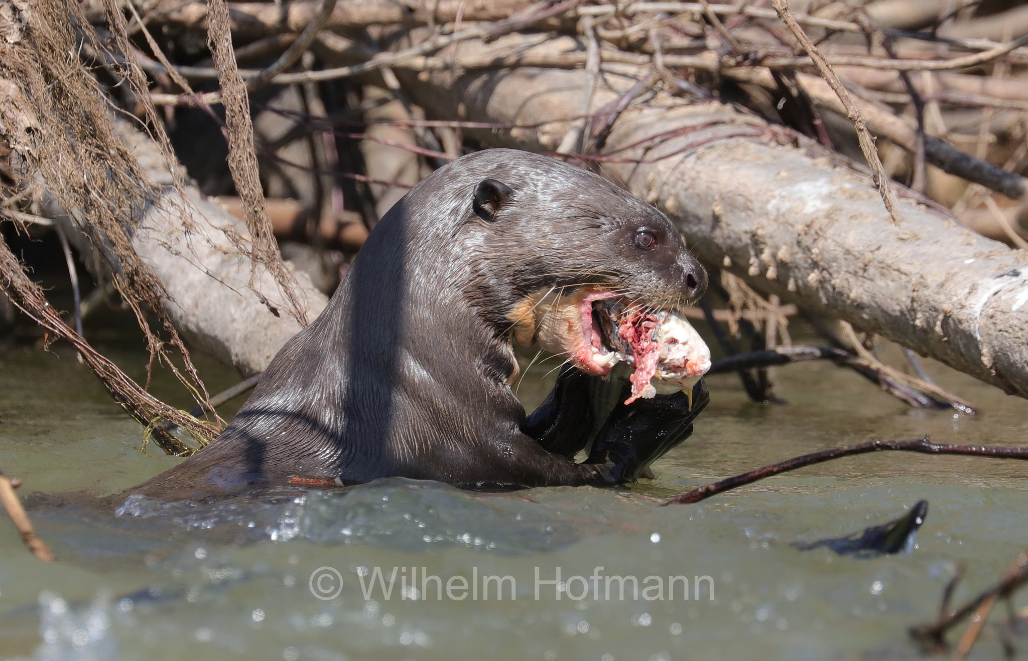 giant river otter, giant otter, Riesenotter, lontra gigante, lontra gigante del Brasile, Pteronura brasiliensis, Parque Estadual Encontro das Águas, Pantanal, Mato Grosso, Brazil, Brasil, Brasile, Brasilien