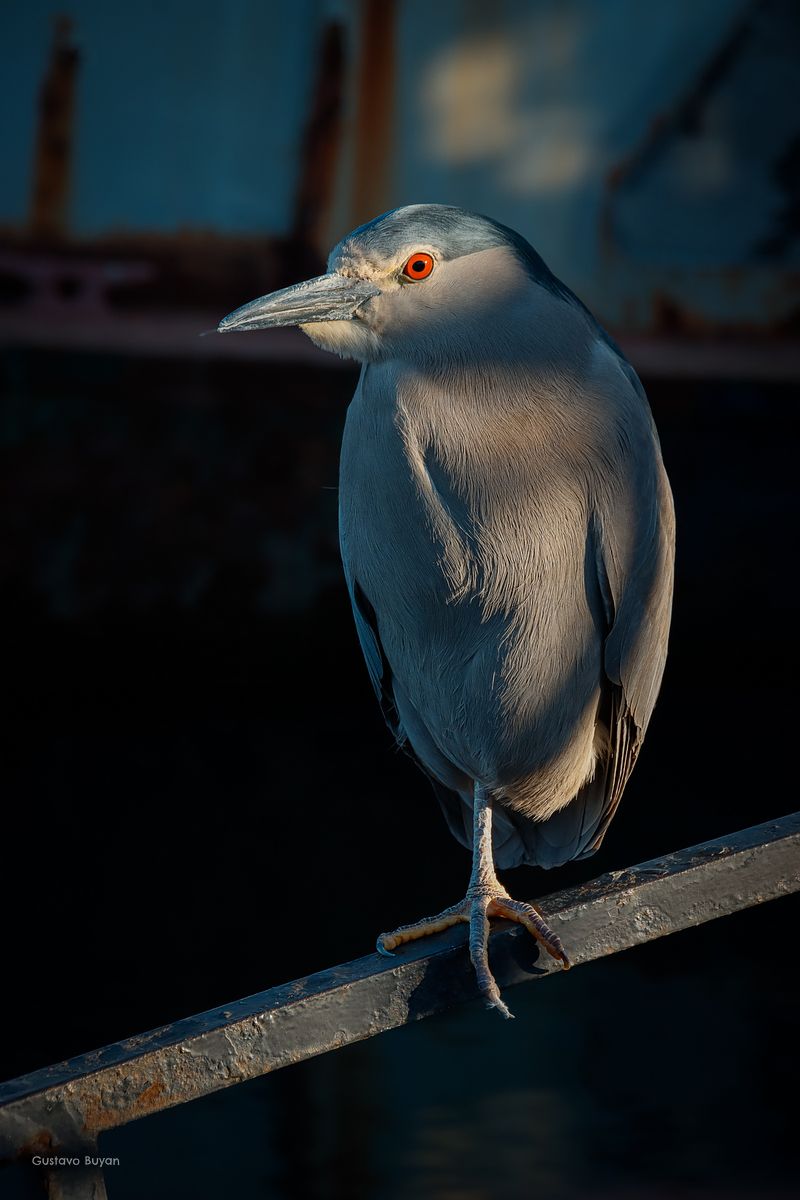 Fauna de Patagonia