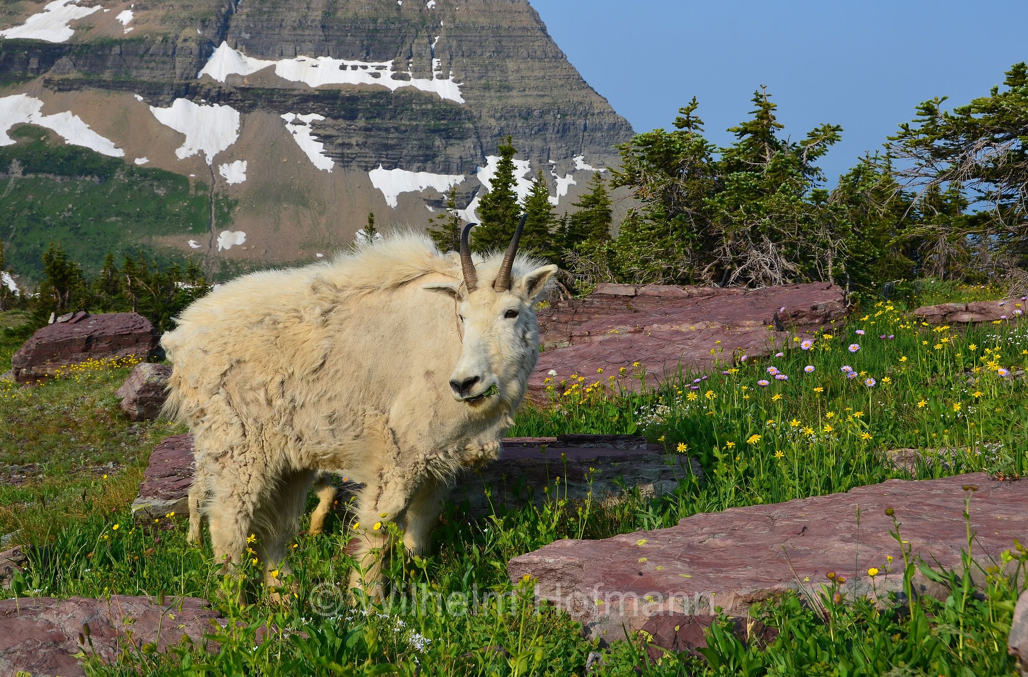 Oreamnos americanus, mountain goat, Rocky Mountain goat, Schneeziege, Bergziege, capra delle nevi, aplocero, Hidden Lake, Bearhat Mountain, Glacier National Park, Glacier-Nationalpark, parco nazionale dei ghiacciai, Montana, USA