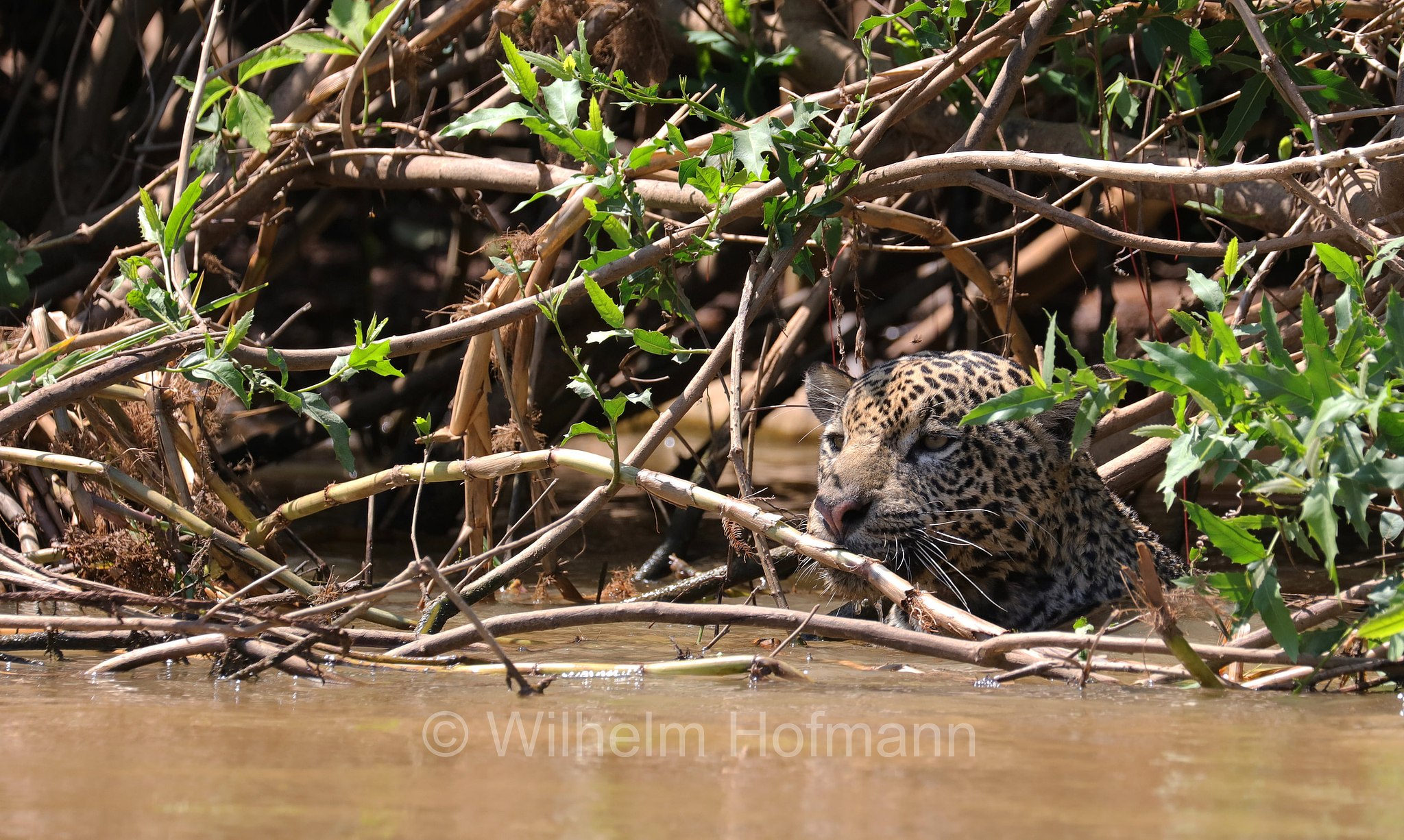 Jaguar, ﻿giaguaro, Panthera onca, Parque Estadual Encontro das Águas, Pantanal, Mato Grosso, Brazil, Brasil, Brasile, Brasilien