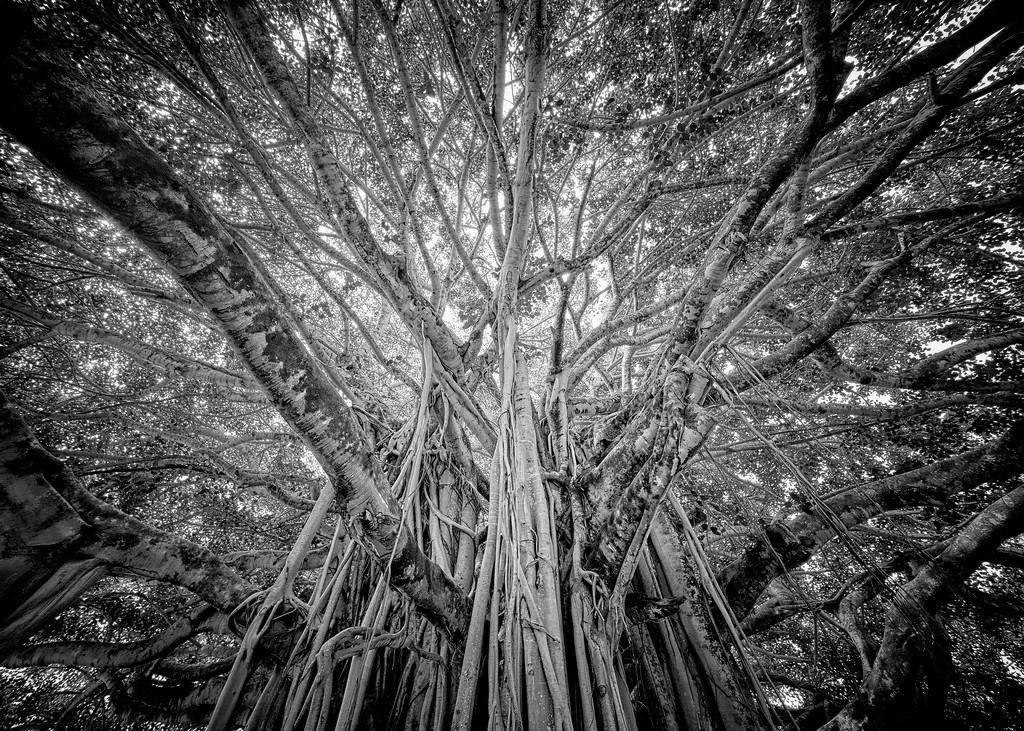 Laupahoehoe Banyan - Hawaii