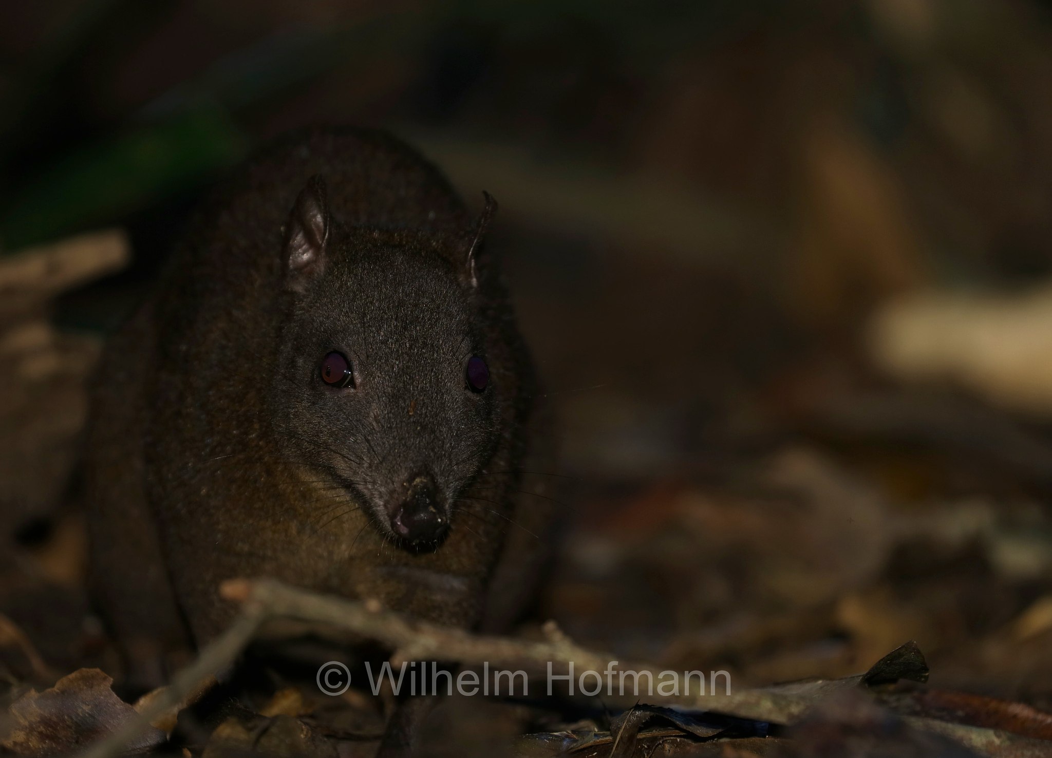 Hypsiprymnodon moschatus, musky rat-kangaroo, Moschusrattenkänguru, ratto canguro muschiato, Crater Lakes National Park, Crater-Lakes-Nationalpark, Queensland, Australia, Australien