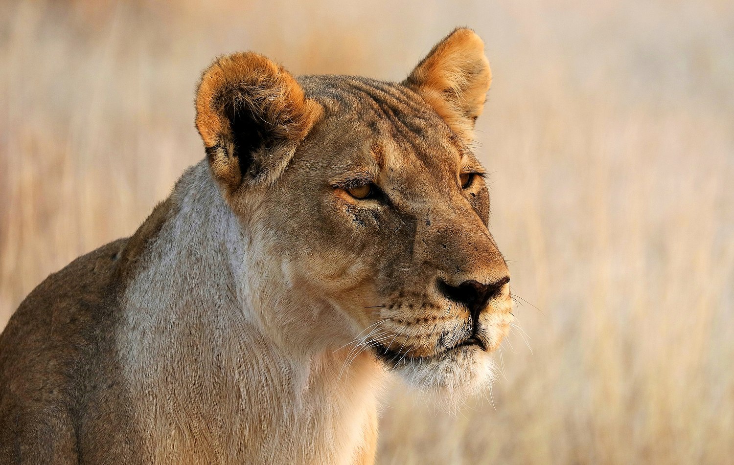-World Wild Wonders-