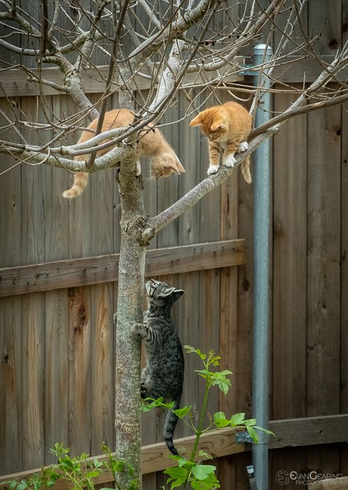 Kittens In Tree