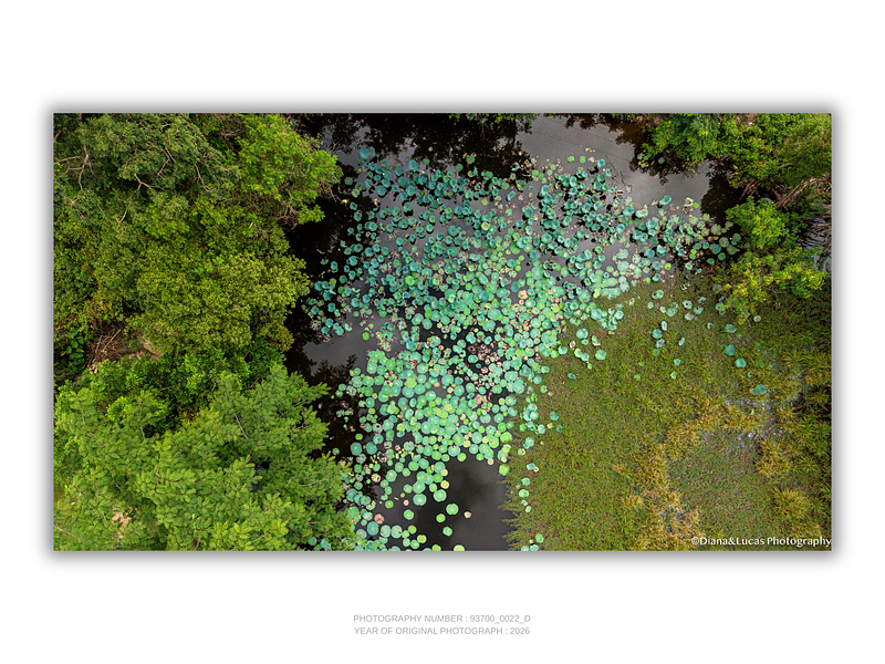 THE ONE - AERIAL PRINTS - "Water Flowers" - LIMITED EDITION 5 of 5