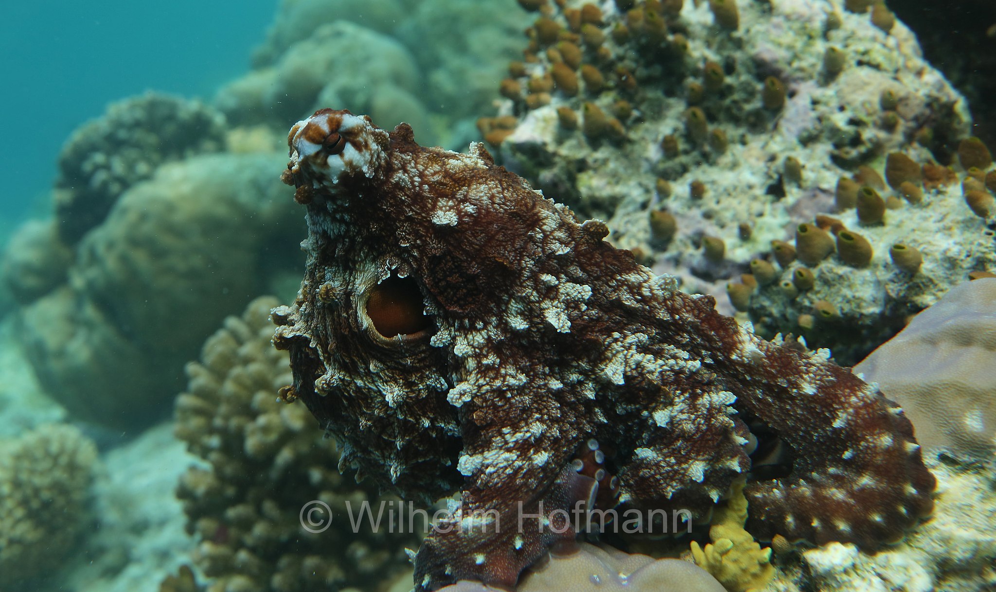 common octopus, Gewöhnliche Krake, Gemeiner Krake, Oktopus, polpo comune, polpo di scoglio, Octopus vulgaris, Malediven, Maldives, Maledive, fihalhohi island resort