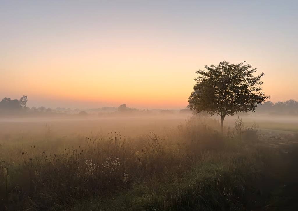 Eine neblige Wiese bei Sonnenuntergang mit einem einzelnen Baum im Vordergrund und warmem, orangefarbenem Licht am Horizont.
