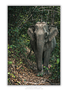 THE ONE - WILDLIFE & NATURE - "On The Path" - LIMITED EDITION 4 of 5