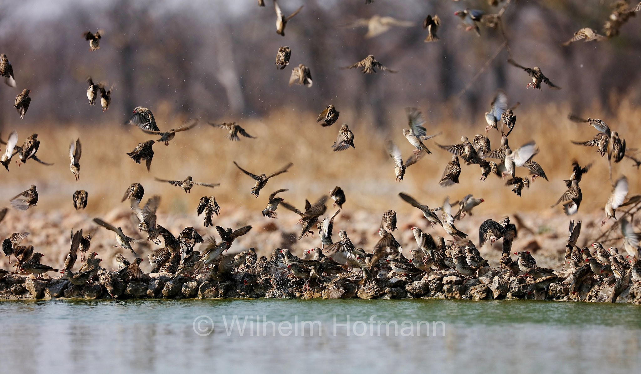 red-billed quelea, red-billed weaver, red-billed dioch, Blutschnabelweber, quelea beccorosso, Quelea quelea, Etosha-Nationalpark, Etosha National Park, parco nazionale d'Etosha, Namibia