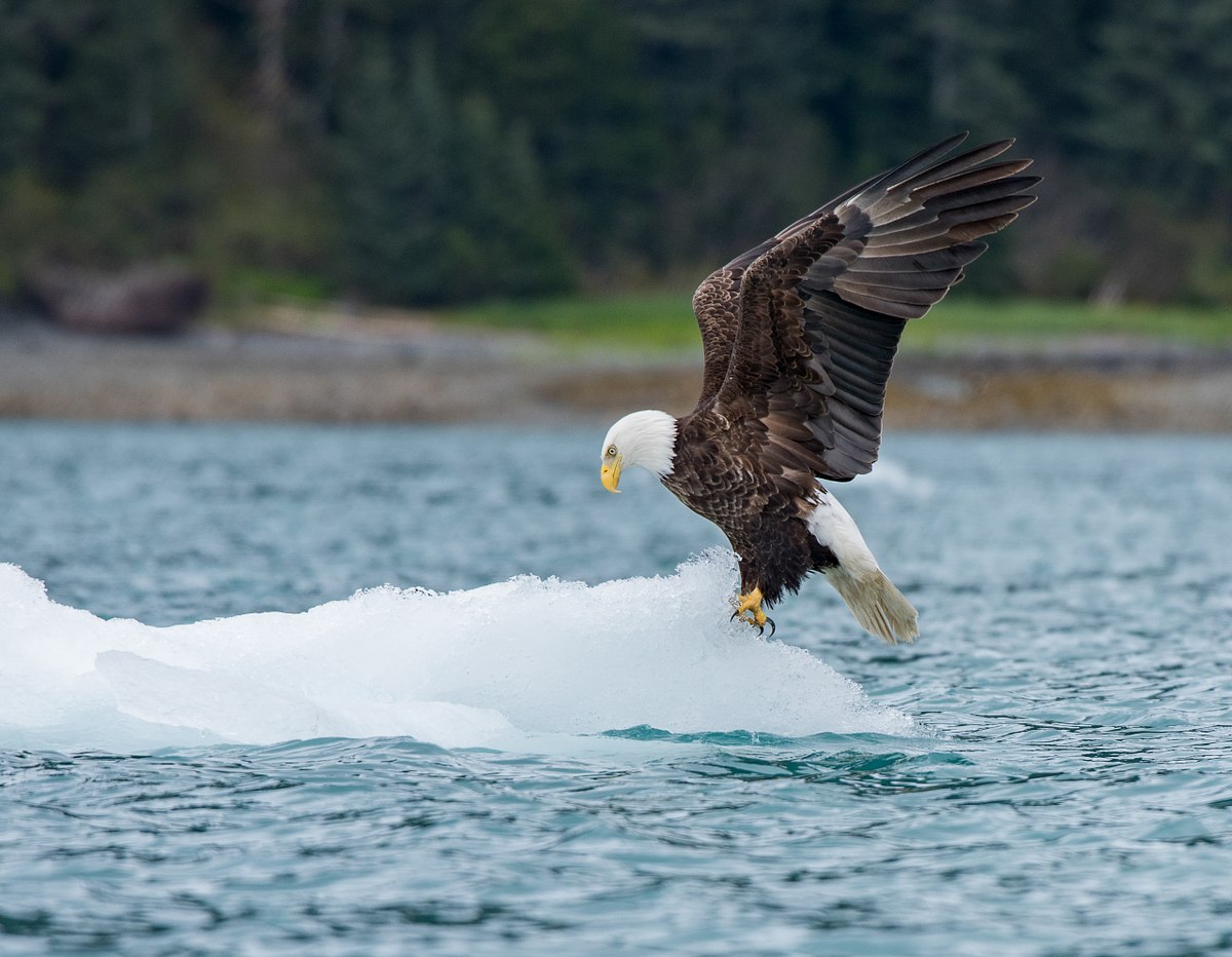 A New Meaning of Ice Fishing