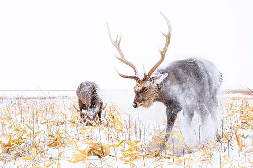Cervus nippon yesoensis - Yezo sika deer