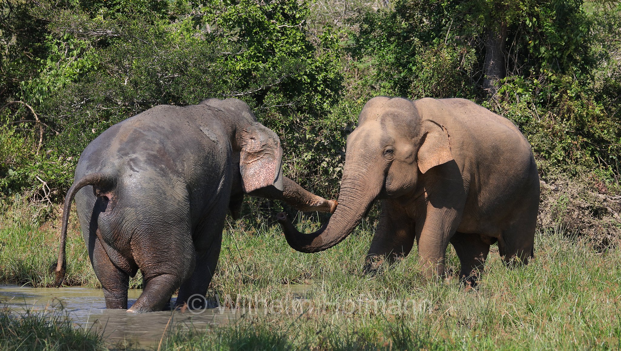 Sri Lankan elephant, Sri-Lanka-Elefant, Ceylon-Elefant, elefante dello Sri Lanka, Elephas maximus maximus, Sri Lanka, Bundala National Park, Bundala Nationalpark, Parco nazionale Bundala