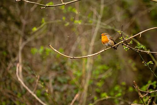 Blog