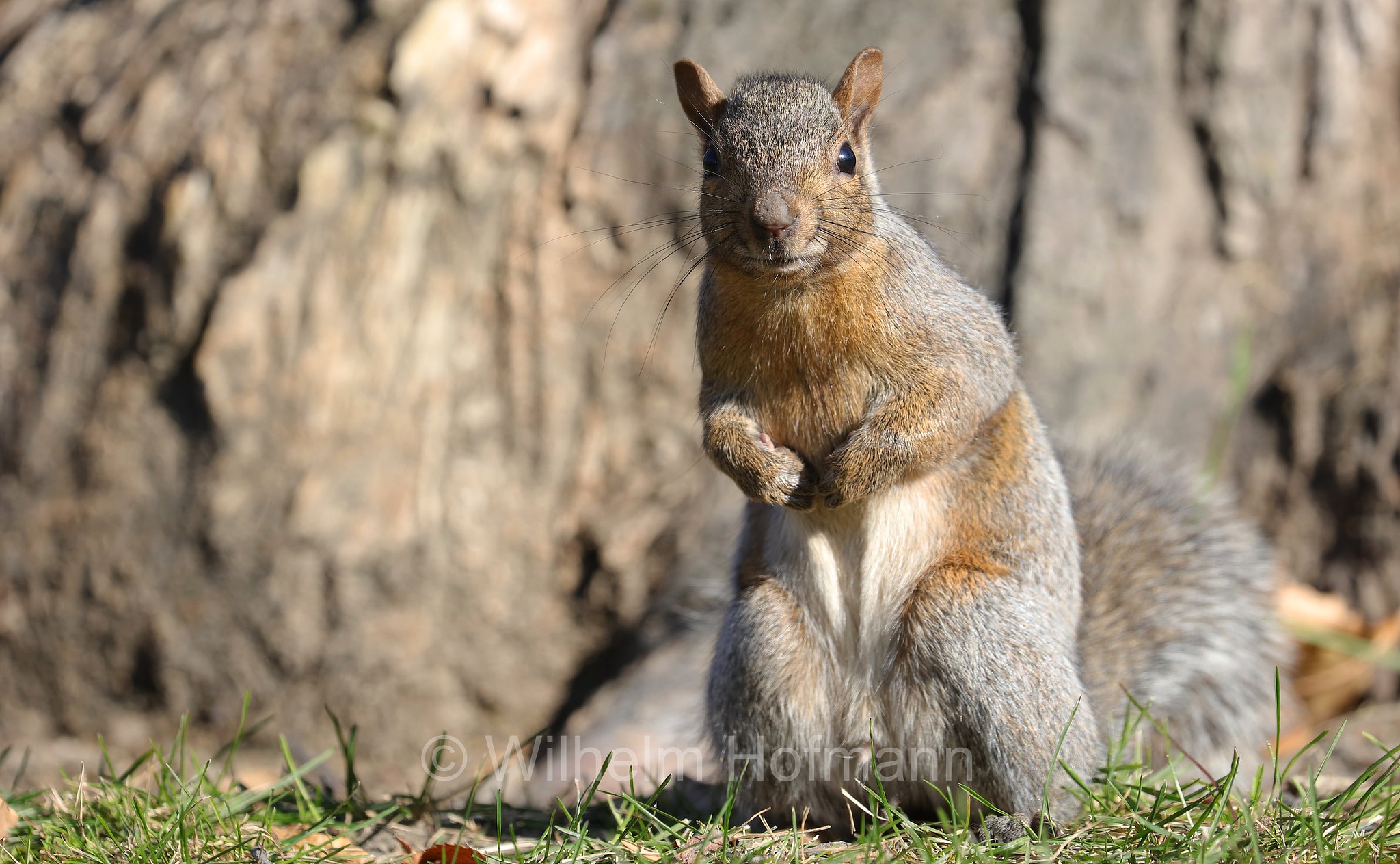 Sciurus niger, fox squirrel, eastern fox squirrel, Bryant's fox squirrel, Fuchshörnchen, scoiattolo volpe, Kildonan Park, Winnipeg, Manitoba, Canada, Kanada